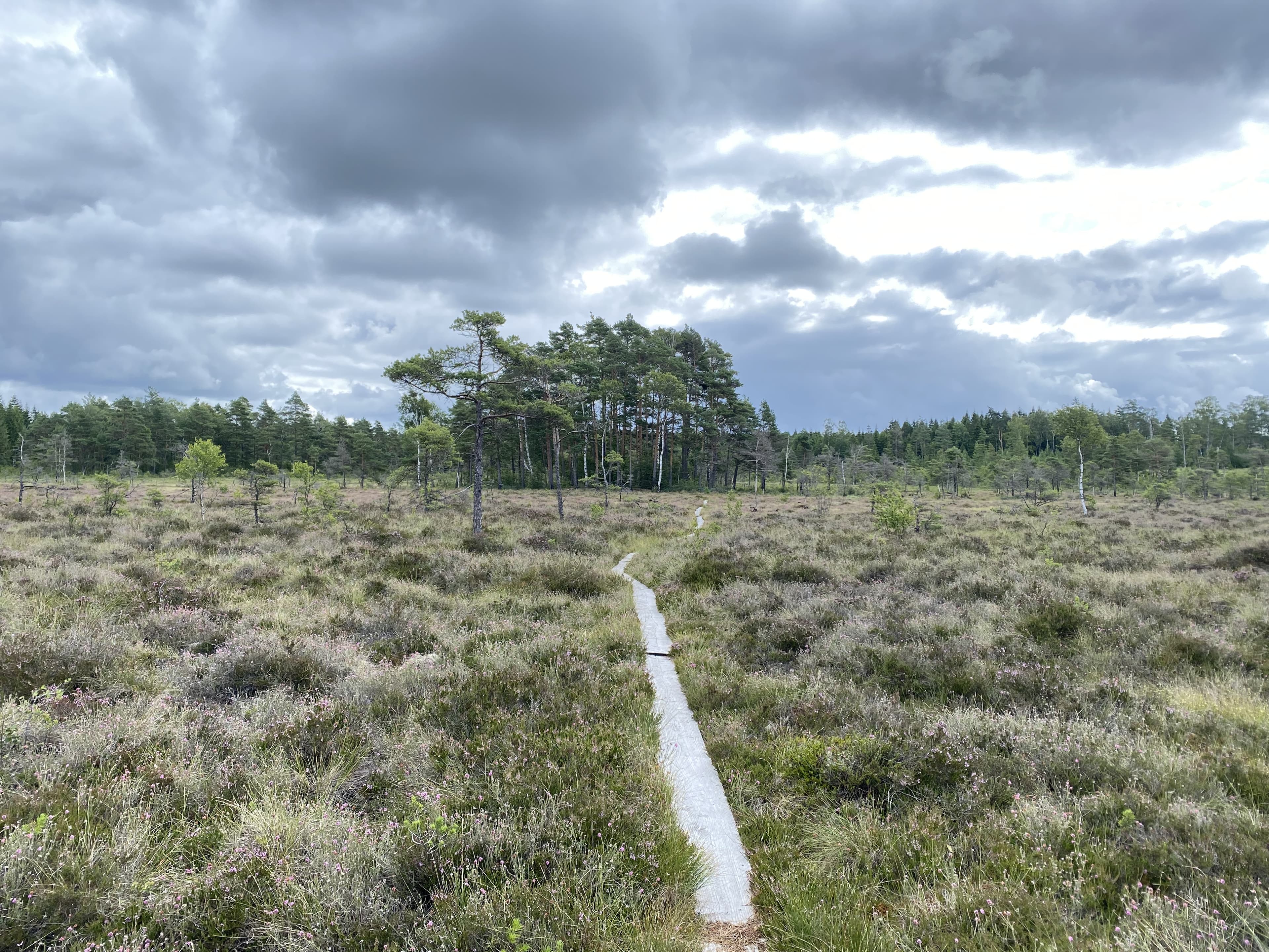 Typical trail on Hallandsleden