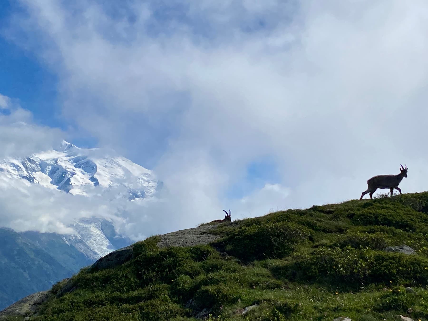 An ibex on the trail - one of the perks of a quieter route